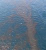 Oil-Spill-Gulf-Of-Mexico-2010.jpg