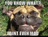 funny-dog-pictures-you-know-what-i-aint-even-mad.jpg