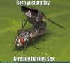 internet-memes-scumbag-fly1.jpg