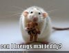 Funny+Rodents.jpg