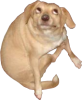 Yo Dog.png