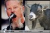 hetfield goat.jpg