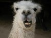 llama270977_smiling_llama.jpg