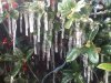 Icicles (Option 4).JPG